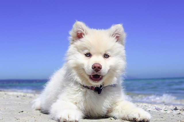 順光で撮られた写真（白い犬）